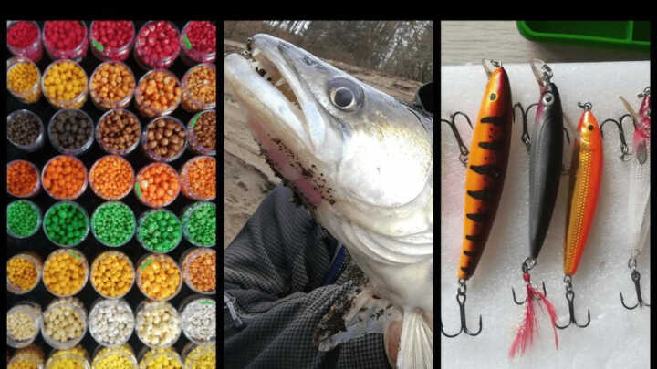 Jak ryby vidí barvy? | Rybo.cz