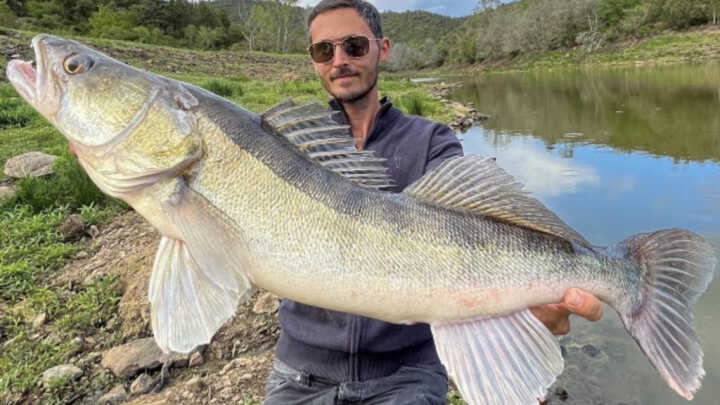 Quand un sandre record remplace le brochet prévu