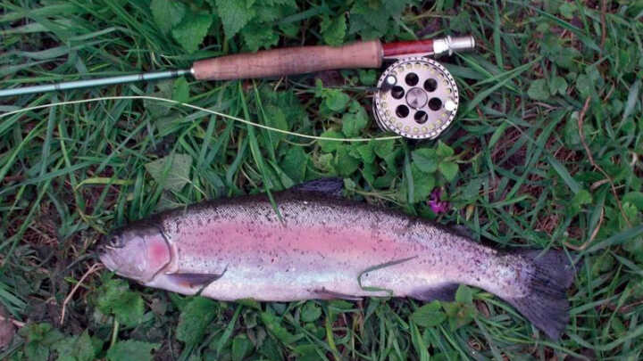 Muškařské vzpomínky II. Ohře 8B úsek Chyť a pusť