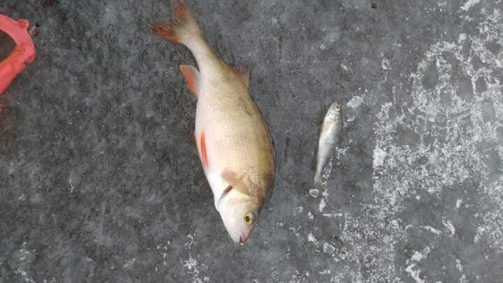 wędkarstwo podlodowe