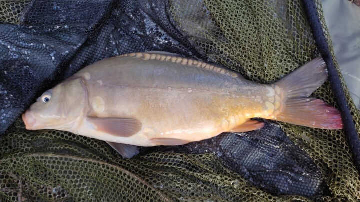 První letošní Šupina