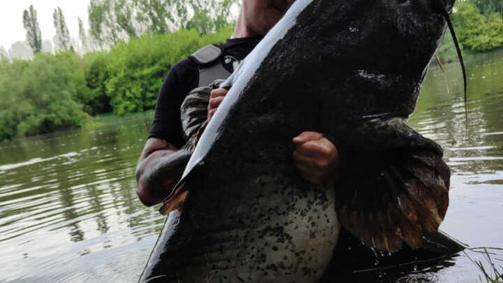 Sumowy kwok pod lupą