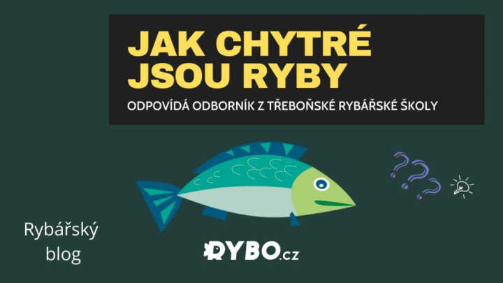 Jak chytré jsou ryby | Rybo.cz