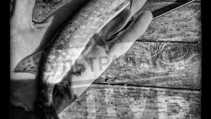 #ОСЕННИЙМИКРОДЖИГ