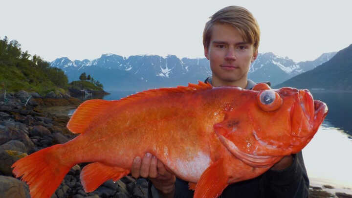 Spring fishing in the Norwegian Fjords