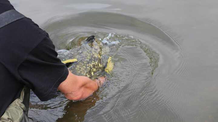 Základy lovu sumce | ČÁST 5. |