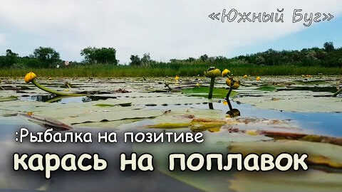 Ловля КАРАСЯ в КУВШИНКЕ летом Рыба