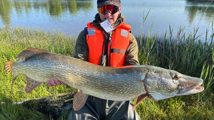 Obří štika ze závodů Pike Cup 2025!