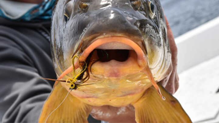 Szczupak - Król wód, a sum - tchórz