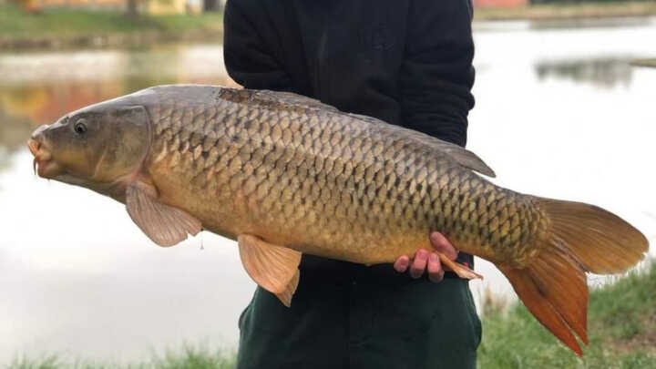Můj první chycený kapr tento rok