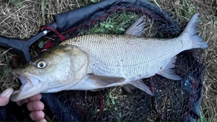 ,,Whopper Plopper’’ woblery na divoké řece