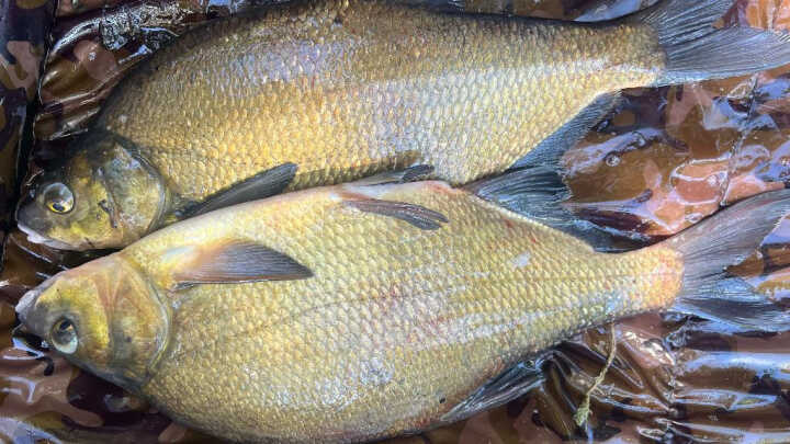 Wakacyjne leszcze - cz. II