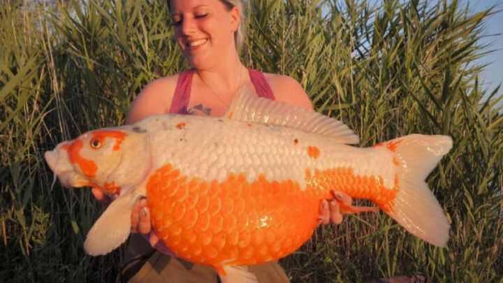Koi carp from the Italian depths: Anna’s story
