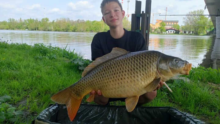 Labské kapří trio