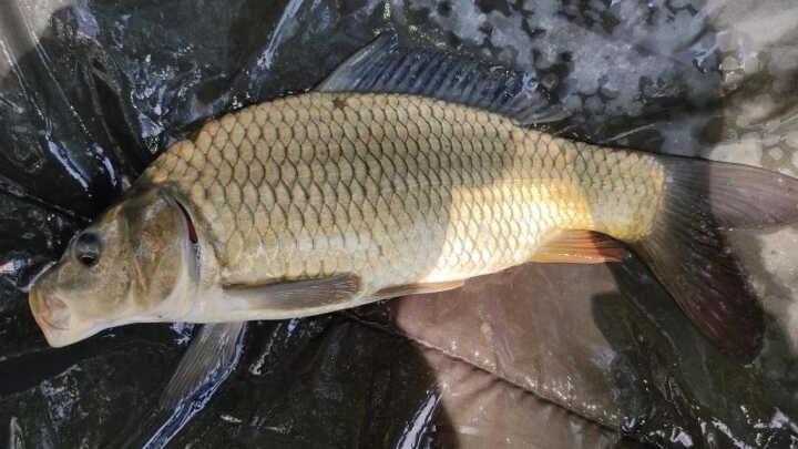 Vadvíz avagy a Kurca csatorna