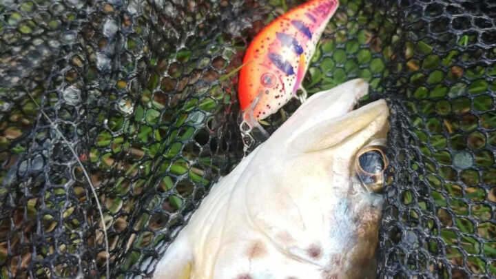 Najlepszy wypad pstrągowy