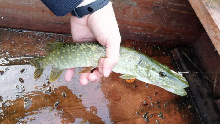 Pierwszy szczupak w karierze