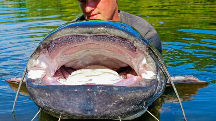 Sumowe bankówki w rzece