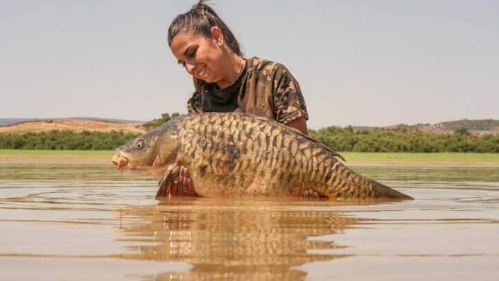 No rendirse, pesca de carpa especial