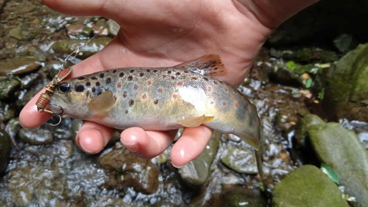 Spinning alla Trota fario
