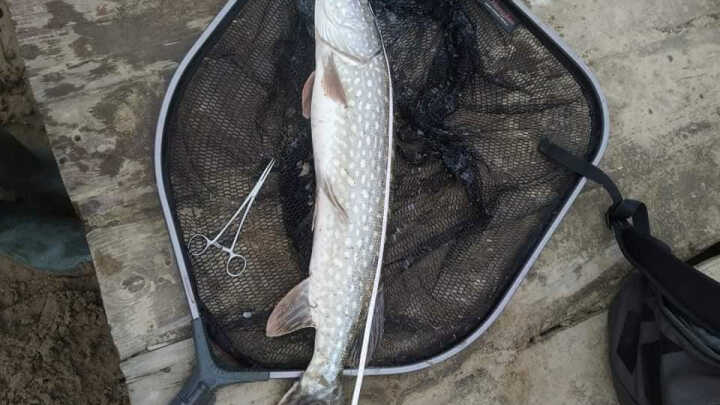 połów szczupakuw na spinig