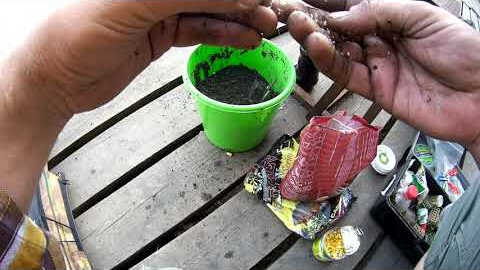 ловля карпа для новичков