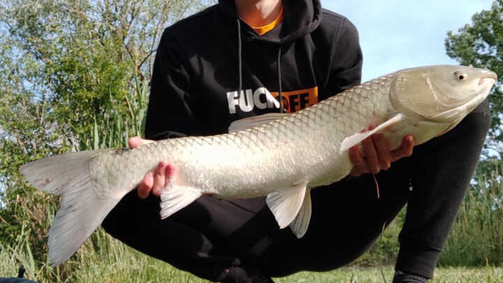 Legelső Amur fogásom