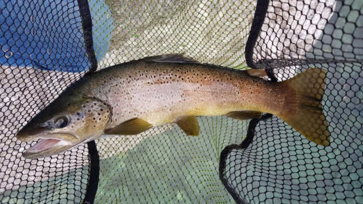 ENCONTRÉ EL CAMINO - 28/08/2019