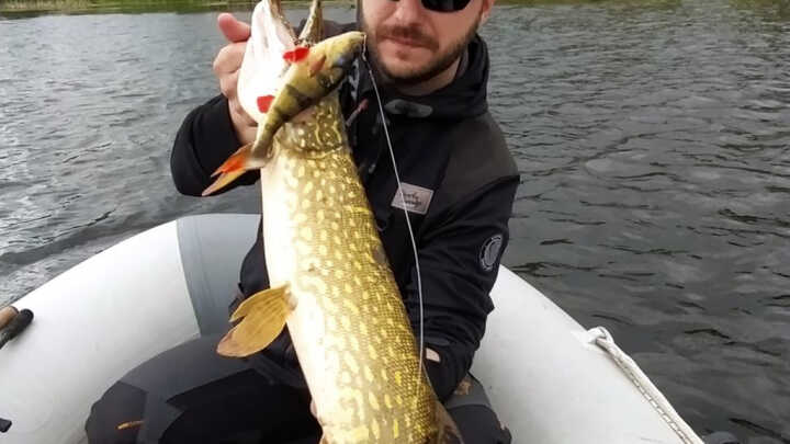 Спининг риболов на щука през лятото