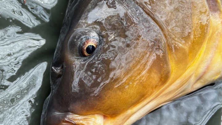 Historia wigilijnych karpi!