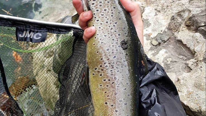 LAS GRANDES - 14/06/2020