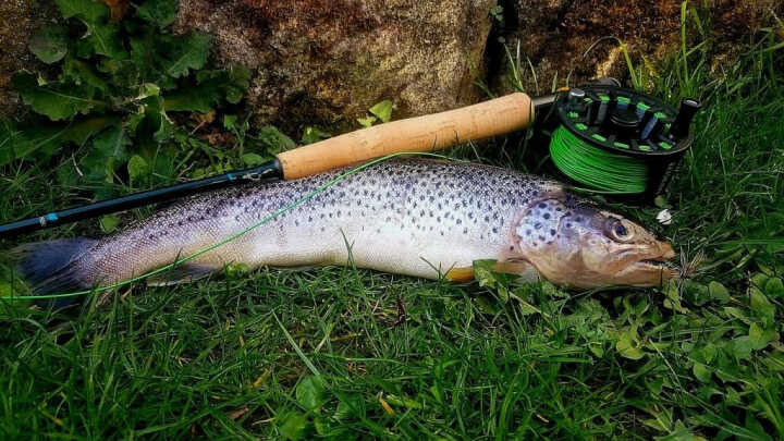 Die ersten Forellen des Jahres