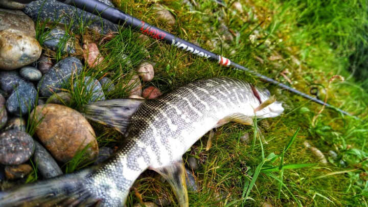 Тест сверх бюджета