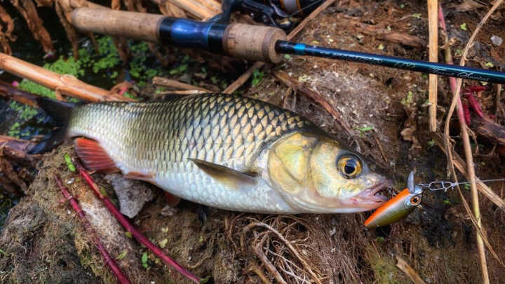 отзыв по Usami Shirasu