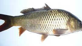 как я первого сазана ловил