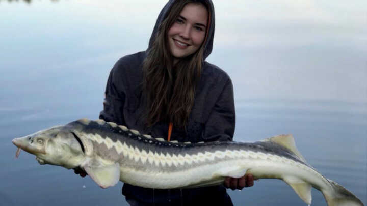 Jesiotry – jak je rozróżnić?