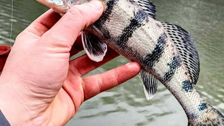 kősüllők a Duna öblében