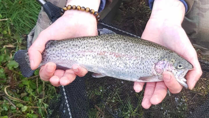 La Truite arc-en-ciel