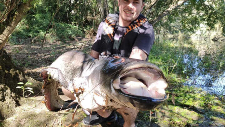 Catching the Tejo's thriving Siluro