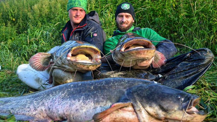 Łowienie sumów - gra zespołowa