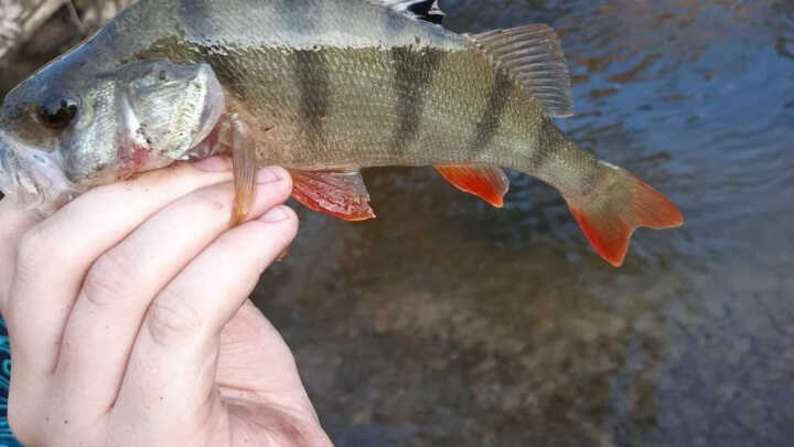połów okoni na spinig