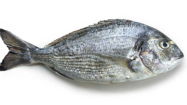 Leszcze – Jak je łowić, na co i ciekawe fakty o ty