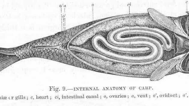 Čím rybám způsobujeme zažívací potíže | Rybo.cz