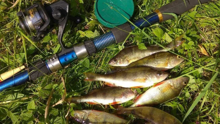 Моя рыбалка в летний сезон 2019