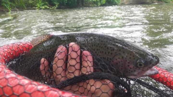 Połów Pstrąga na ultra light