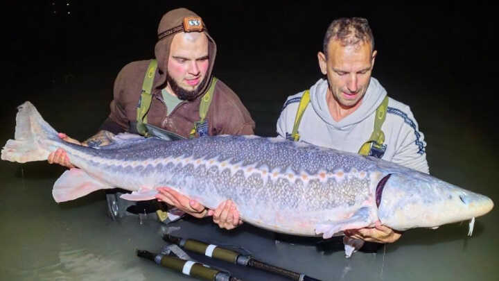Még Visszatérünk! Megafish Lake, Baja, Hungary