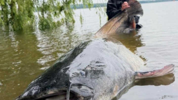 Jakub Holubec - 274 cm monster catfish from Poland