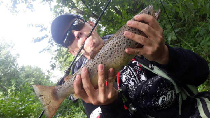 Pstrag Porada i pomoc