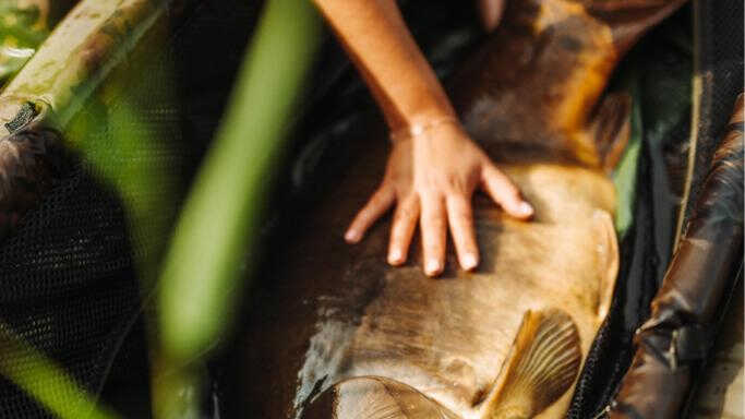 Egy költözés története 2/2