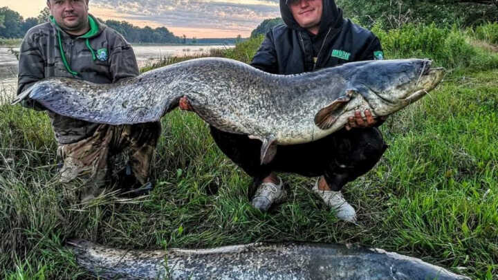 Metody na letniego wąsa